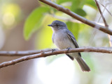 Atlantic Grey Elaenia