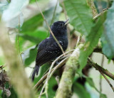 Willis's Antbird
