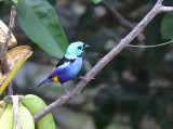 Seven-colored Tanager