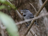 Pectoral Antwren