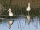 Black-tailed godwits
