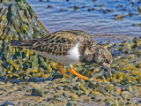 Turnstone - looking for the next stone to turn