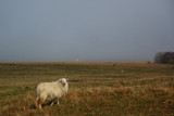 Misty sheep