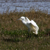 Egret Landing