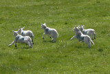 A sheepish digression to the Cheviot Hills - 2