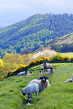 Sheepish digression to Cheviot Hills - 5