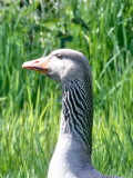 Greylag goose head detail