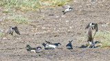 House Martins gathering mud for nests