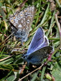 Pair of Common Blue Butterflies