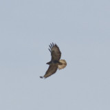 Buzzard