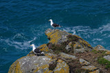 Great black-backed gull pair