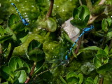 common blue damselflies