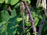 Migrant hawker - F