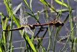 Common Darters on the fly