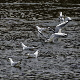 Black-headed Gulls