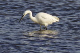 Egret