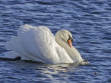 Swan seeing off contender