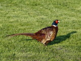 Our pheasant
