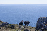 grazing the cliff-tops