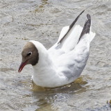 Black-headed gull