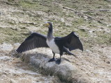 Cormorant drying off...