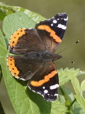 Red Admiral