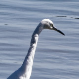 Eye of the Egret