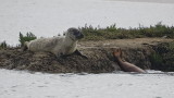 1 1/2 seals, even more flippery