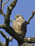 Kestrel