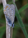Common blue