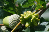 Oak gall