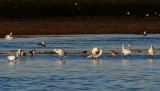 Spoonbills and more friends
