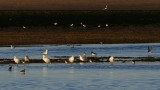 Spoonbills and friends