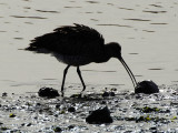 Curlew