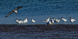 Avocets and friends