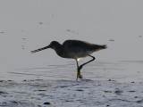 Godwit with poor catch