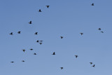 Cormorant flyabout