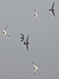 Dunlin flight