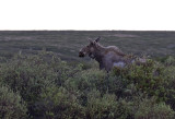 Alaskan Moose ( lg ) Alces alces gigas- GS1A3276.jpg