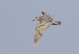 Glaucous-winged Gull ( Grvingad trut ) Larus glaucescenu  - GS1A9499.jpg