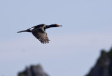 Red-faced Cormorant ( Beringskarv ) Phalacrocorax urile - GS1A3116.jpg