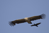 Himalayan Vulture (Sngam) Gyps himalayensis - GS1A0425.jpg