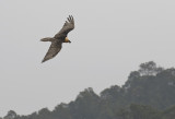 Bearded Vulture ( Lammgam ) Gypaetus barbatus - GS1A0836.jpg