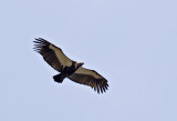 White-rumped Vulture ( Bengalgam ) Gyps bengalensis -GS1A0887