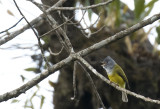  Greyheaded Canary Flycatcher - GS1A1285.jpg