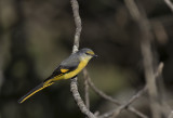 Long-tailed Minivet - GS1A1743.jpg