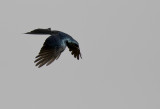 Black Drongo - GS1A6703.jpg