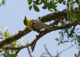 Yellow throated Vireo