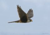 Aplomado Falcon