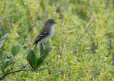 Least Flycatcher